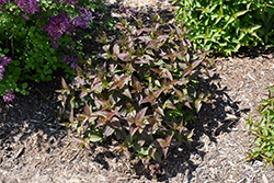 Kodiak Black Diervilla (Diervilla rivularis 'SMNDRSF') at Peter Knippel Garden Centre