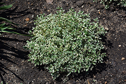 Little Angel Burnet (Sanguisorba officinalis 'Little Angel') at Lakeshore Garden Centres