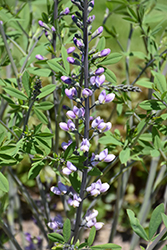 Lavender Stardust False Indigo (Baptisia 'Lavender Stardust') at Lakeshore Garden Centres