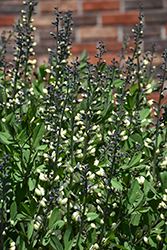 Decadence Vanilla Cream False Indigo (Baptisia 'Vanilla Cream') at Peter Knippel Garden Centre