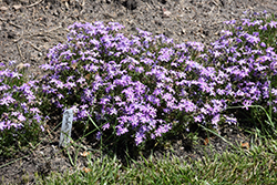 Confetti Orchid Moss Phlox (Phlox subulata 'Confetti Orchid') at Lakeshore Garden Centres