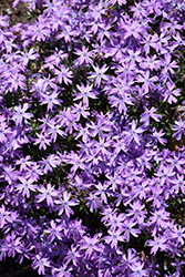 Confetti Orchid Moss Phlox (Phlox subulata 'Confetti Orchid') at Lakeshore Garden Centres
