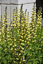 American Goldfinch False Indigo (Baptisia 'American Goldfinch') at Lakeshore Garden Centres