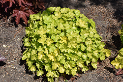 Dolce Appletini Coral Bells (Heuchera 'Appletini') at Lakeshore Garden Centres