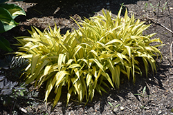 Banana Boat Broadleaf Sedge (Carex siderosticha 'Banana Boat') at Lakeshore Garden Centres