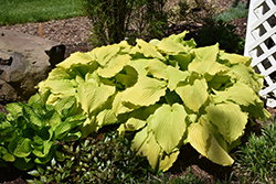 Dancing Queen Hosta (Hosta 'Dancing Queen') at Golden Acre Home & Garden