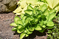 Rainforest Sunrise Hosta (Hosta 'Rainforest Sunrise') at Peter Knippel Garden Centre