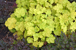 Primo Pretty Pistachio Coral Bells (Heuchera 'Pretty Pistachio') at Peter Knippel Garden Centre