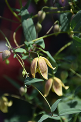 My Angel Golden Clematis (Clematis tangutica 'Engelina') at Lakeshore Garden Centres