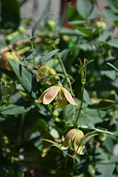 My Angel Golden Clematis (Clematis tangutica 'Engelina') at Lakeshore Garden Centres