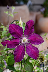 Westerplatte Clematis (Clematis 'Westerplatte') at Lakeshore Garden Centres
