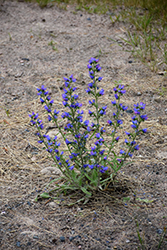 Viper's Bugloss (Echium vulgare) at Lakeshore Garden Centres
