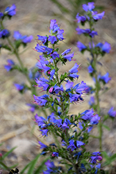 Viper's Bugloss (Echium vulgare) at Lakeshore Garden Centres