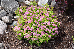Dakota Goldcharm Spirea (Spiraea japonica 'Mertyann') at Lakeshore Garden Centres