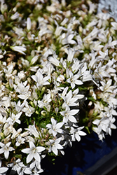 Ambella White Dalmatian Bellflower (Campanula portenschlagiana 'Ptw1101') at Peter Knippel Garden Centre