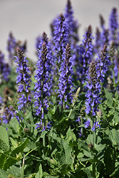 Blue Hill Sage (Salvia x sylvestris 'Blue Hill') at The Mustard Seed
