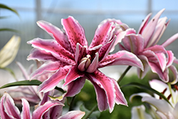 Magic Star Lily (Lilium 'Magic Star') at Golden Acre Home & Garden