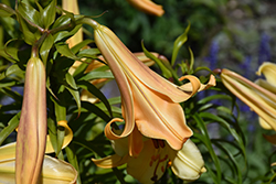 African Queen Lily (Lilium 'African Queen') at Green Thumb Garden Centre