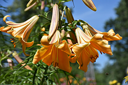 African Queen Lily (Lilium 'African Queen') at Green Thumb Garden Centre