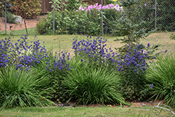 Common Monkshood (Aconitum napellus) at Green Thumb Garden Centre