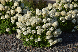 Bobo Hydrangea (Hydrangea paniculata 'ILVOBO') at Mainescape Nursery