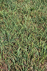 Creeping Sedge (Carex laxiculmis) at Lakeshore Garden Centres