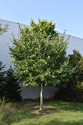 Shangri-La Ginkgo (Ginkgo biloba 'Shangri-La') at Lakeshore Garden Centres