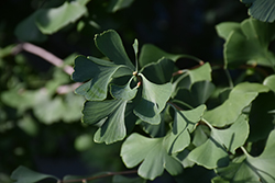 Shangri-La Ginkgo (Ginkgo biloba 'Shangri-La') at Lakeshore Garden Centres