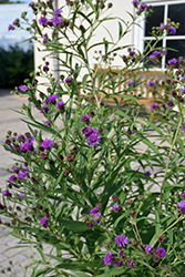 New York Ironweed (Vernonia noveboracensis) at Lakeshore Garden Centres