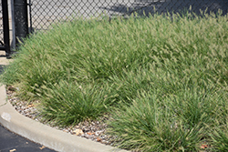 Cassian Dwarf Fountain Grass (Pennisetum alopecuroides 'Cassian') at Peter Knippel Garden Centre