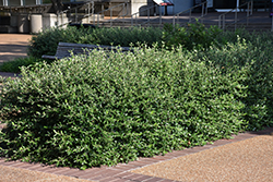 Conoy Viburnum (Viburnum 'Conoy') at Lakeshore Garden Centres
