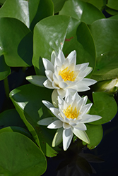 Gonnere Hardy Water Lily (Nymphaea 'Gonnere') at Lakeshore Garden Centres
