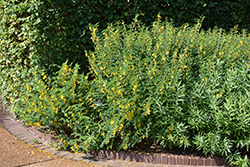 Partridge Pea (Chamaecrista fasciculata) at Lakeshore Garden Centres