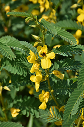 Partridge Pea (Chamaecrista fasciculata) at Lakeshore Garden Centres