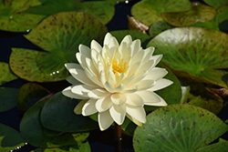 Lemon Meringue Hardy Water Lily (Nymphaea 'Lemon Meringue') at Lakeshore Garden Centres