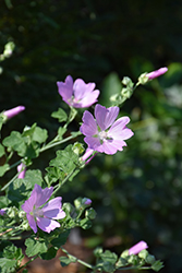 Garden Tree Mallow (Lavatera thuringiaca) at Lakeshore Garden Centres