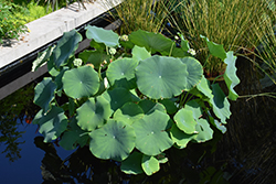 Momo Botan Lotus (Nelumbo 'Momo Botan') at Lakeshore Garden Centres