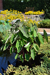 Royal Hawaiian Blue Hawaii Elephant Ear (Colocasia esculenta 'Blue Hawaii') at Lakeshore Garden Centres