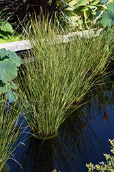 Gold Strike Common Rush (Juncus effusus 'Gold Strike') at Lakeshore Garden Centres