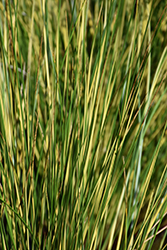 Gold Strike Common Rush (Juncus effusus 'Gold Strike') at Lakeshore Garden Centres