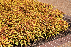 Lime Sizzler Firebush (Hamelia patens 'Grelmsiz') at Lakeshore Garden Centres