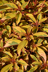 Lime Sizzler Firebush (Hamelia patens 'Grelmsiz') at Lakeshore Garden Centres
