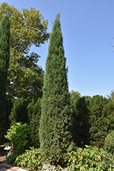 Taylor Juniper (Juniperus virginiana 'Taylor') at The Mustard Seed