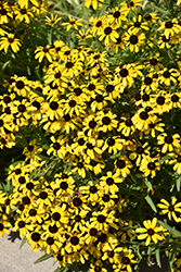 Missouri Coneflower (Rudbeckia missouriensis) at Lakeshore Garden Centres