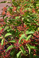 Scarlet Bush (Hamelia patens) at Lakeshore Garden Centres