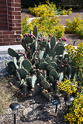 Coastal Prickly Pear Cactus (Opuntia littoralis) at Lakeshore Garden Centres