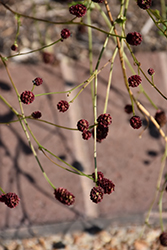 Great Burnet (Sanguisorba officinalis) at Lakeshore Garden Centres