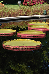 Santa Cruz Tropical Water Lily (Victoria cruziana) at Lakeshore Garden Centres