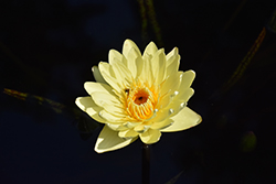 Carla's Sonshine Tropical Water Lily (Nymphaea 'Carla's Sonshine') at Lakeshore Garden Centres