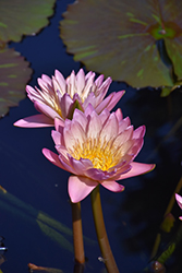 Tropic Sunset Tropical Water Lily (Nymphaea 'Tropic Sunset') at Lakeshore Garden Centres